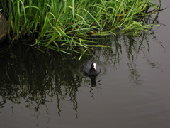 Bleßhuhn im Mühlengraben