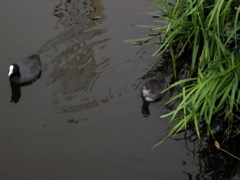 Bleßhuhn im Mühlengraben